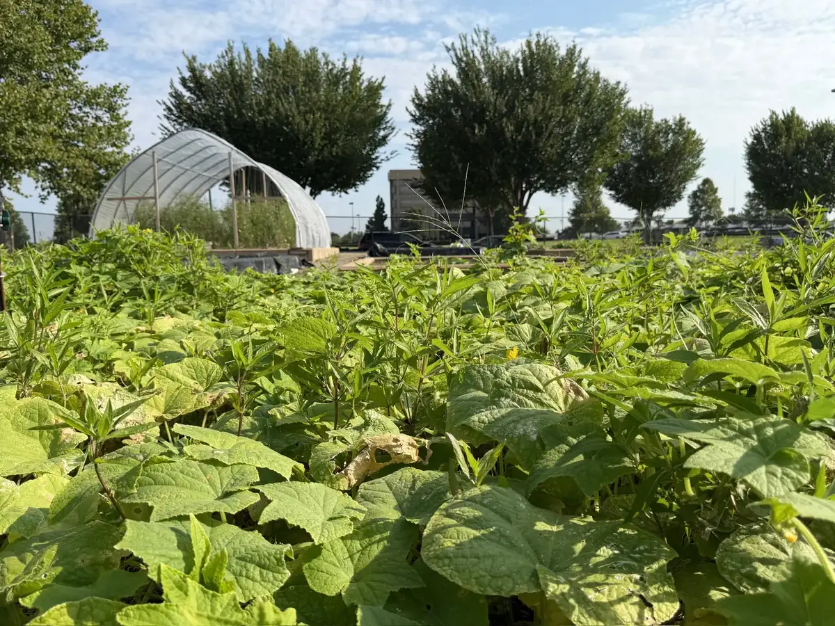 Rows of leafy crops growing at the Lynn Community Garden at Expand